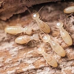 termites chewing on wood outside