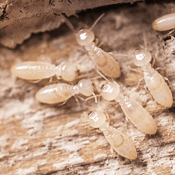 termites in nashville home