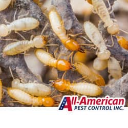 termites in a pile