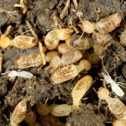 termites in a big group