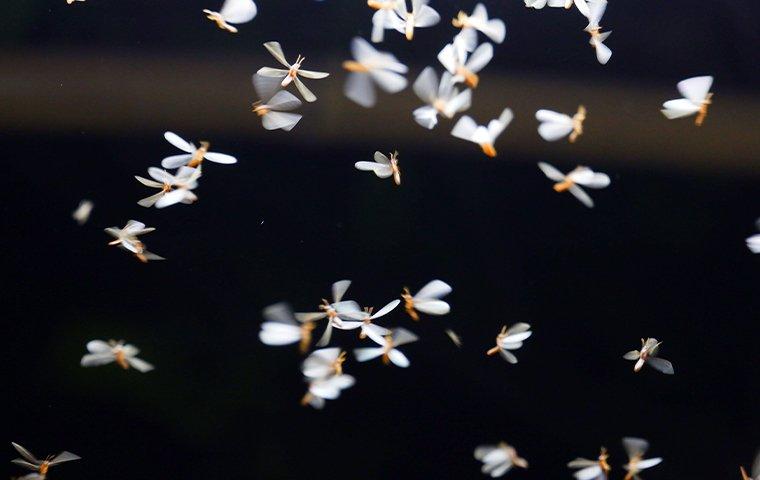 termite swarmers flying around