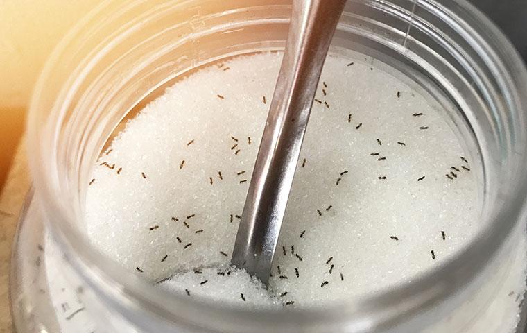 ants in a jar of sugar
