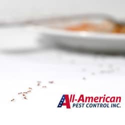 ants in a line on a counter with food