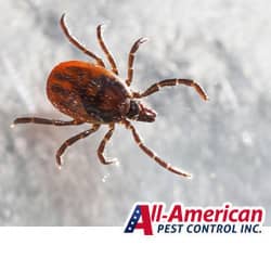 a tick crawling on a white surface