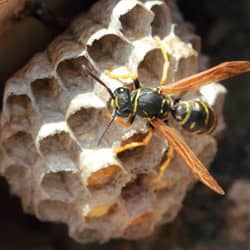wasp on a nest in nashville