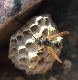wasp on the outside of a nest