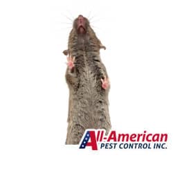 all american pest rodent control