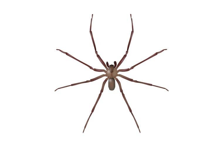 illustration of brown recluse spider