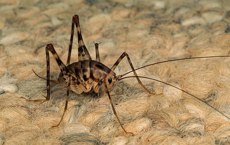 cave cricket on a rug