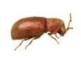 cigarette beetle