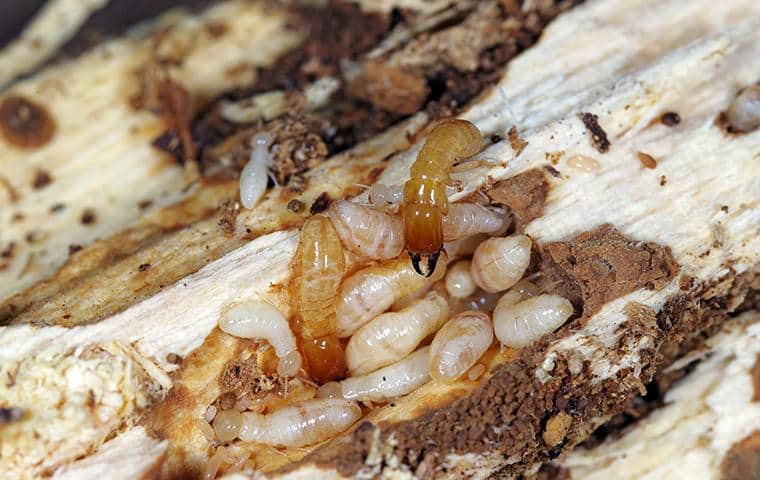 wood destroying termites foraging in nashville