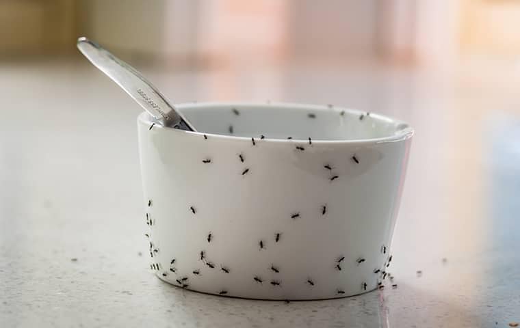 ants on a cup on the counter of a tennessee home