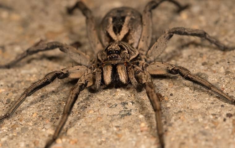 a wolf spider on a piece of cobblestone outside of a tennessee home