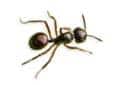 little black ant