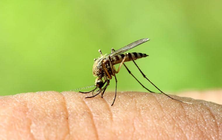 Mosquito Articles mosquito biting in nashville