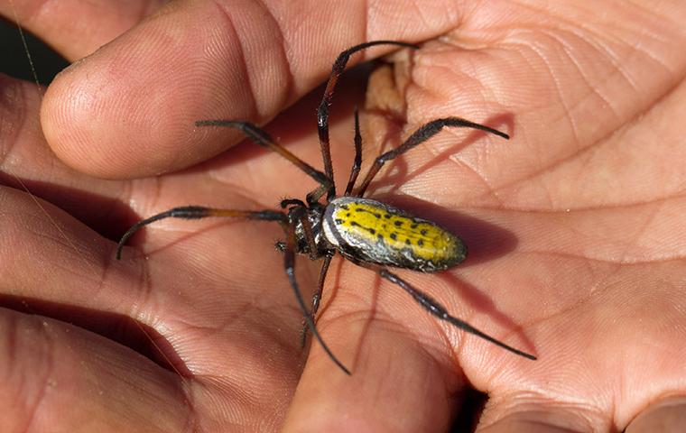 Are Orb Weaver Spiders Dangerous?