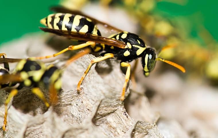 close up on paper wasps