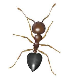 illustration of an acrobat ant