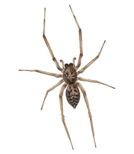 brown house spiders