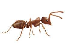 Learn More About Argentine Ants illustration of argentine ant