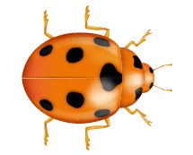 Learn More About Asian Lady Beetles asian lady beetle illustration
