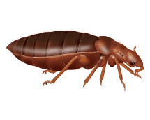 Learn More About Bed Bugs illustration of bed bug