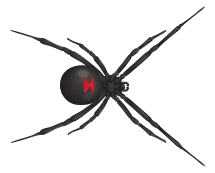 black widow spider illustration