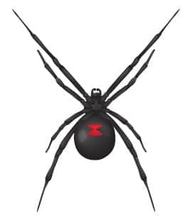 What are black widow spiders?