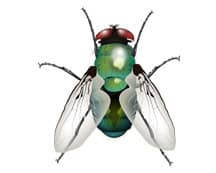 bottle fly illustration