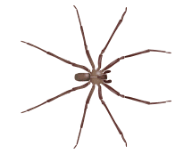 brown recluse spider illustration