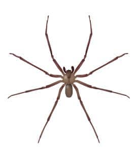 brown recluse spider in hendersonville tennessee