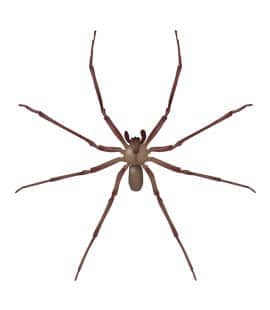 Brown Recluse Spiders In Tennessee Common Spiders In Middle Tn