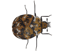 Learn More About Carpet Beetles carpet beetles illustration