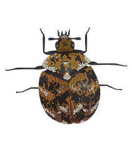 carpet beetles in franklin tennessee