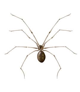 get rid of long bodied cellar spiders