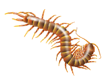 illstration of a centipede