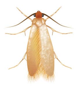 https://cdn.branchcms.com/vD2Y7zdbaW-1210/images/pest-identification/clothes-moths.jpg