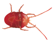 illustration of a clover mite