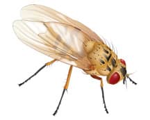 Learn More About Cluster Flies cluster fly on gray background