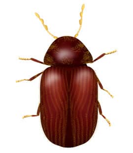 illustration of drug store beetle