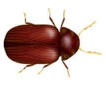 drug store beetle illustration