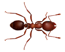 illustration of a fire ant