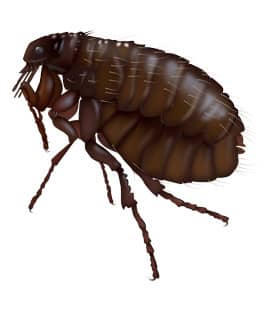 fleas in middle tennessee