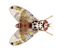 fruit fly illustration