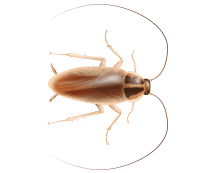 german cockroach illustration