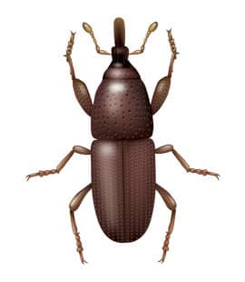 Weevils  Facts & Identification, Control & Prevention