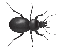 ground beetle illustration