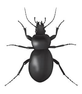 common black ground beetle