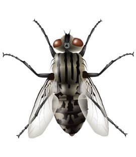 house fly found in nashville tn