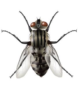 How To Expertly Get Rid Of House Flies In Brentwood?